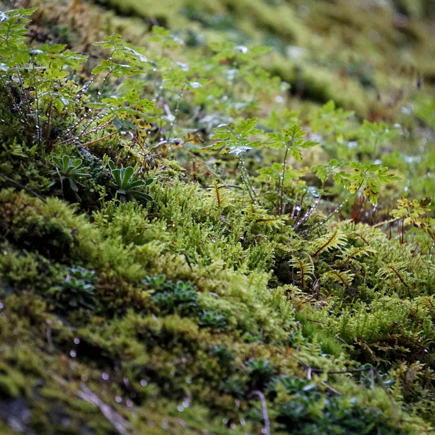 Makro-Aufnahme von grünem Moos © Foto aroma10.de
