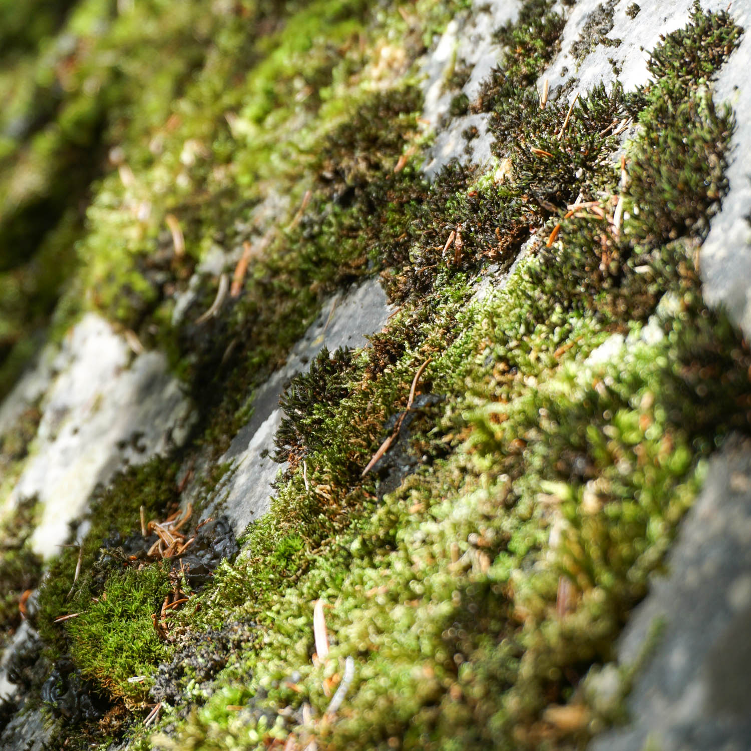 Ein Stein mit Moos bewachsen © Foto aroma10.de